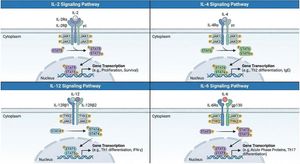 In multi panels create İL-2, IL-4, IL-12, IL-6 signaling pathways

Author: Derya Unutmaz, MD
Source: https://x.com/DeryaTR_/status/199163...