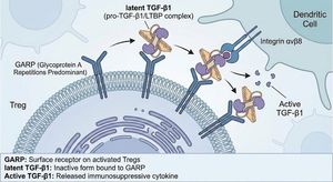 Draw an illustration of GARP biology for Tregs

Author: Derya Unutmaz, MD
Source: https://x.com/DeryaTR_/status/1991613761481027586
